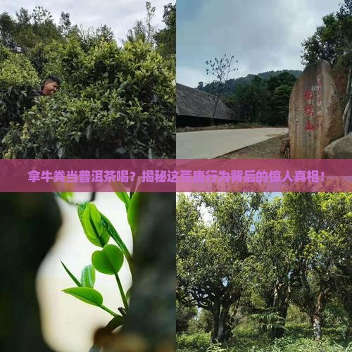 拿牛粪当普洱茶喝