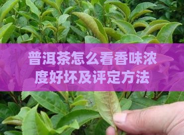 普洱茶怎么看香味浓度好坏