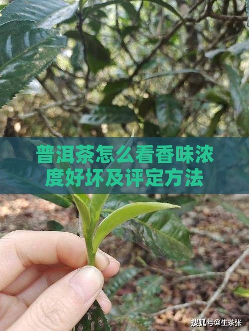 普洱茶怎么看香味浓度好坏