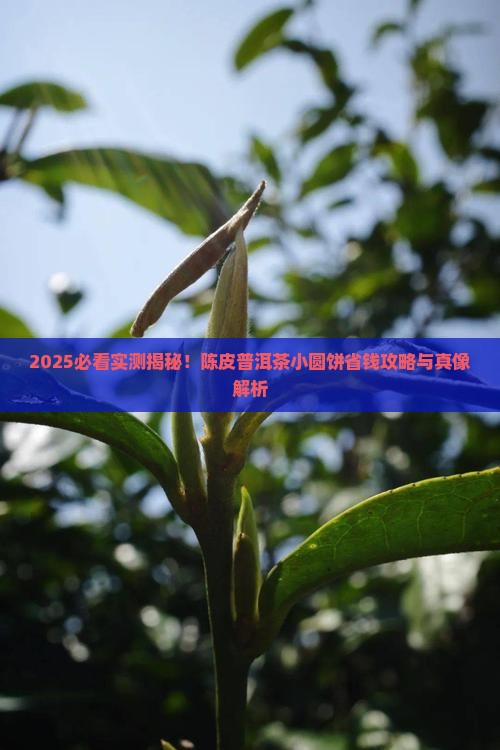 陈皮普洱茶小圆饼