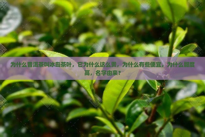 为什么普洱茶叫冰岛茶叶