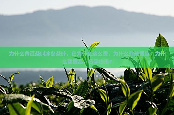 为什么普洱茶叫冰岛茶叶