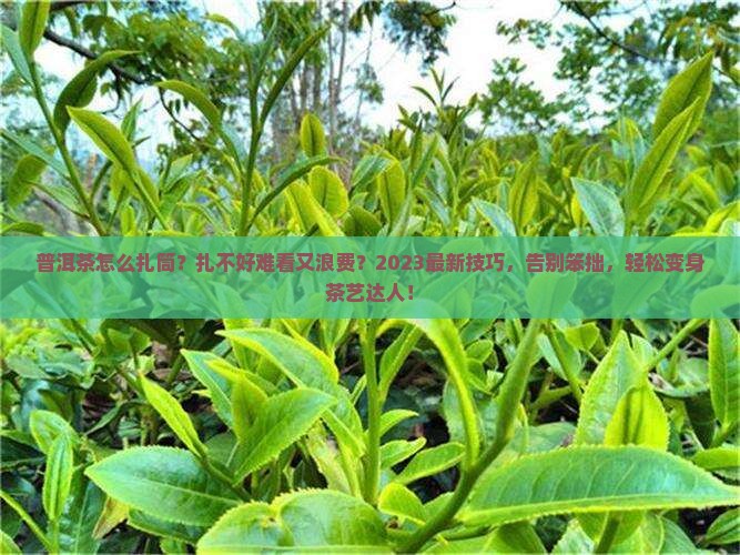 普洱茶怎么扎筒 普洱茶怎么扎筒