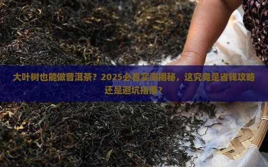 大叶树能做普洱茶吗