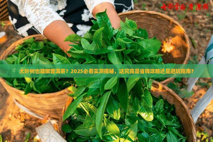 大叶树能做普洱茶吗