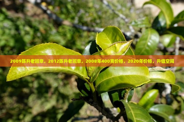 2009陈升老班章