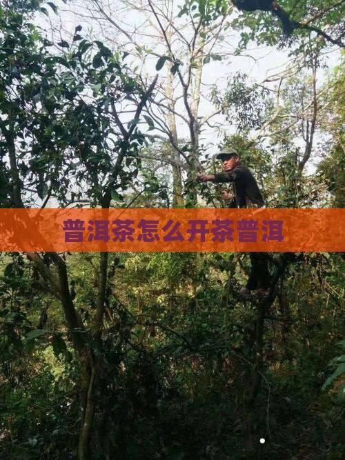 普洱茶应该怎么敲开