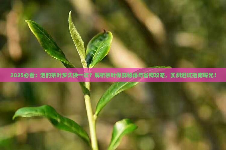 泡的茶叶多久换一次
