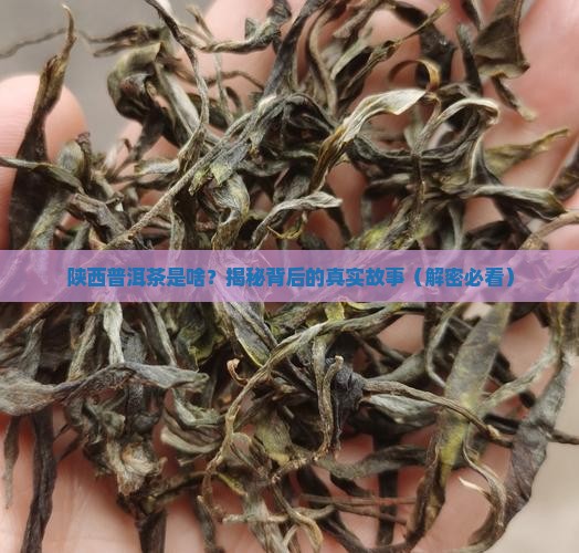 陕西普洱茶是什么茶