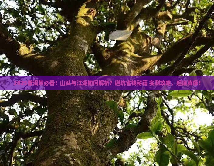 普洱茶的山头与江湖