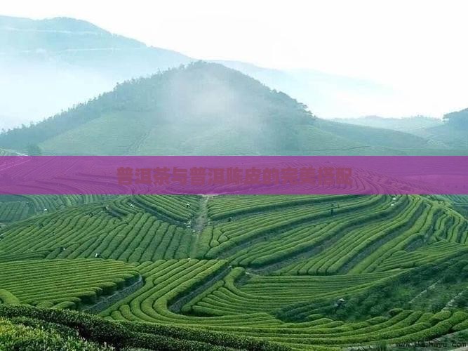 普洱茶配哪种陈皮好喝一点