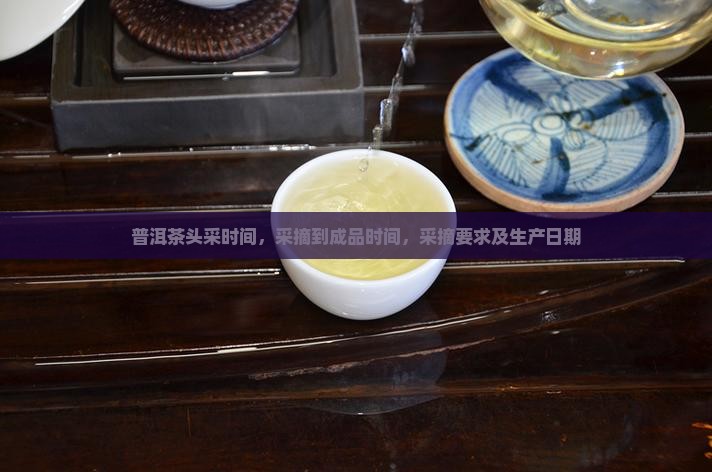 普洱茶头采时间