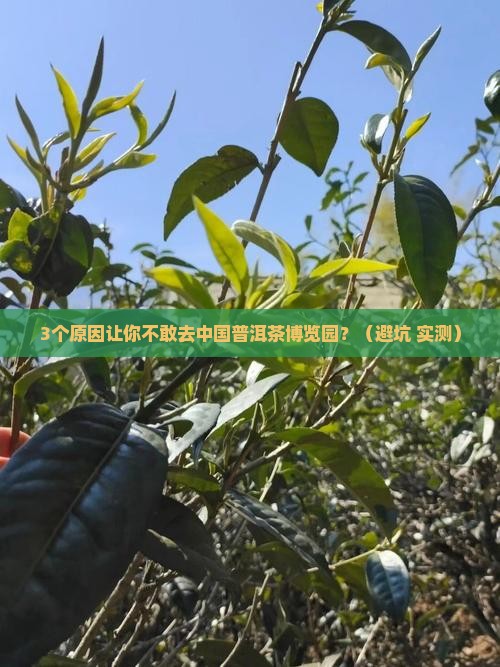中国普洱茶博览园雷