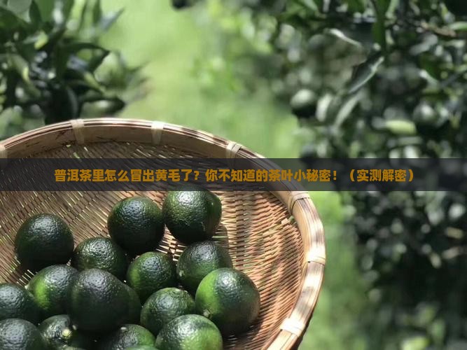 普洱茶里有黄黄的毛是什么