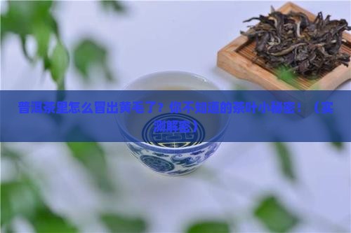 普洱茶里有黄黄的毛是什么