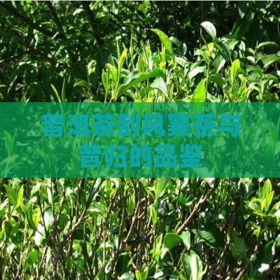 刮风寨茶和昔归