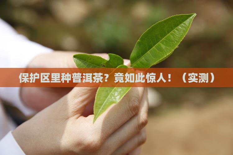 保护区内种植普洱茶