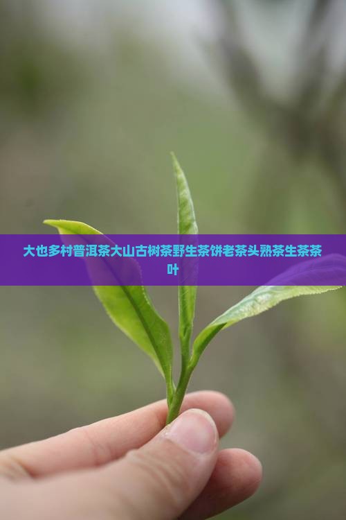 大也多村普洱茶