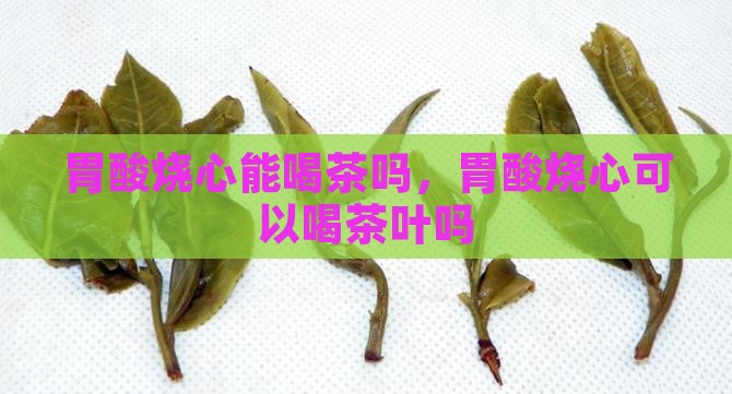胃酸烧心能喝茶吗