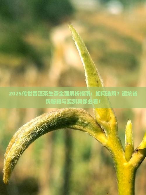 传世普洱茶生茶