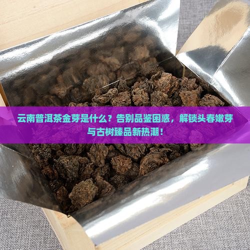 云南普洱茶金芽是什么