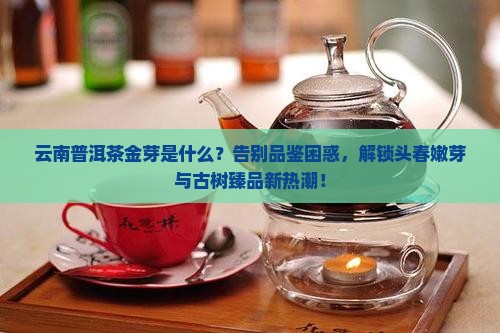 云南普洱茶金芽是什么