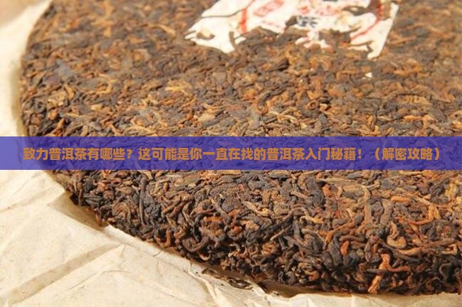 致力普洱茶有哪些