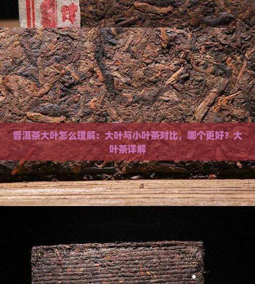 普洱茶大叶怎么理解