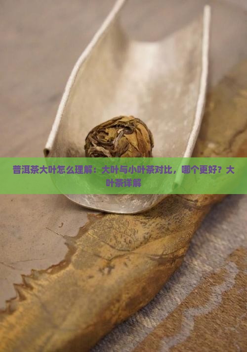 普洱茶大叶怎么理解