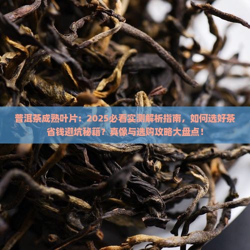 普洱茶成熟叶片