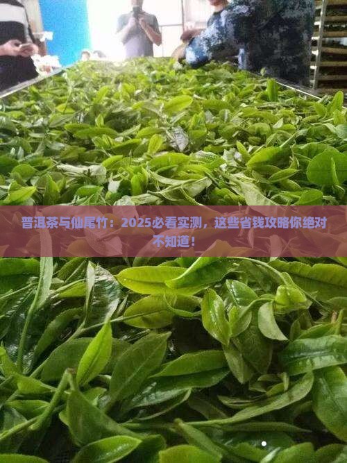 普洱茶与仙尾竹