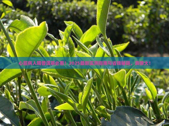 心脏病人喝普洱茶可以吗
