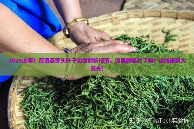 普洱茶芽头叶子功效
