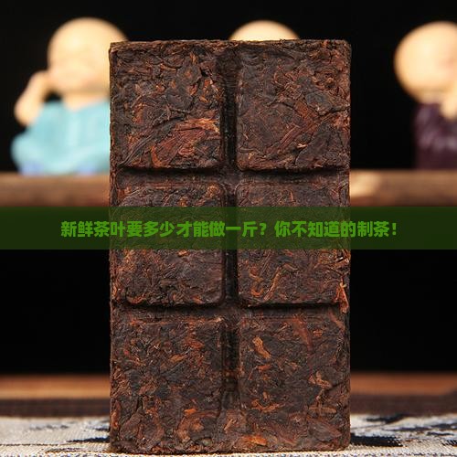 新鲜茶叶要多少才能做一斤