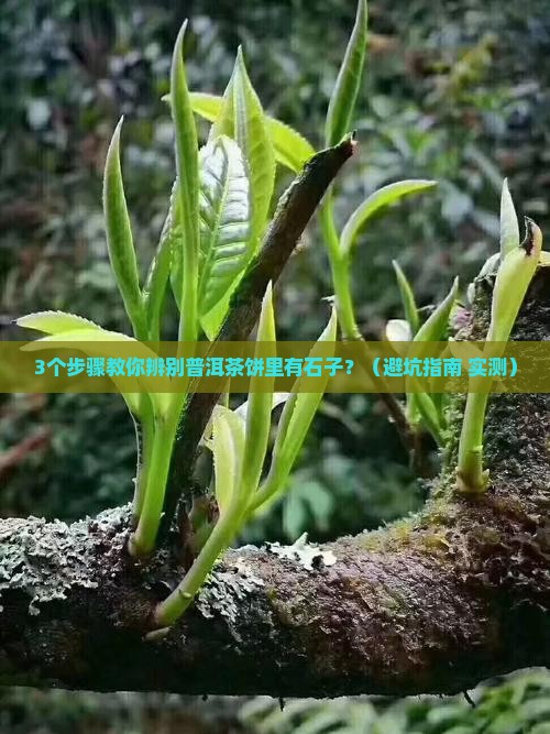普洱茶饼里有石子