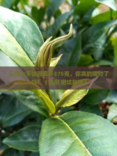 云南七予饼普洱茶375克