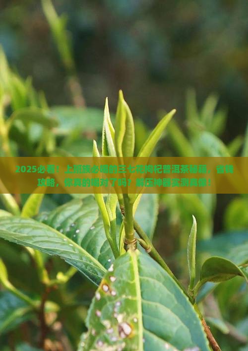 三七花加枸杞加普洱茶