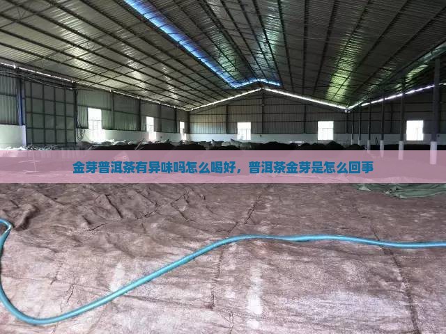 金芽普洱茶有异味吗怎么喝