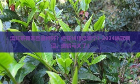 滇红茶有哪些品种好
