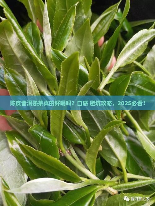 陈皮普洱茶熟茶口感