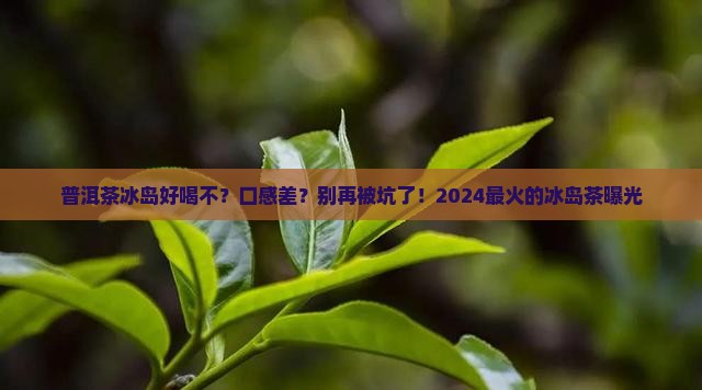 普洱茶冰岛好喝不