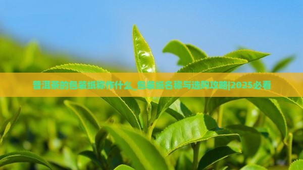 普洱茶的包装纸称作什么