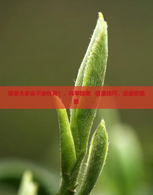 喝茶太多会不会伤肾