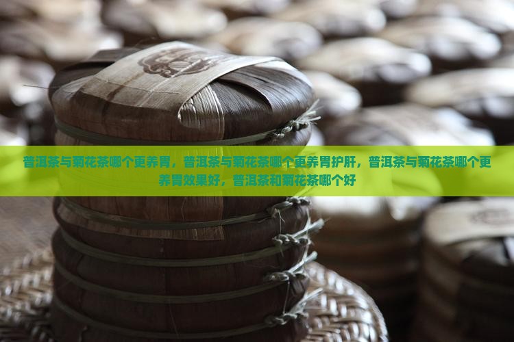普洱茶与菊花茶哪个更养胃