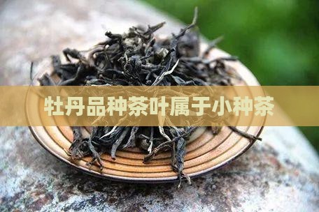金牡丹品种茶叶属于小种茶