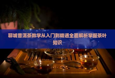 聊城普洱茶教学