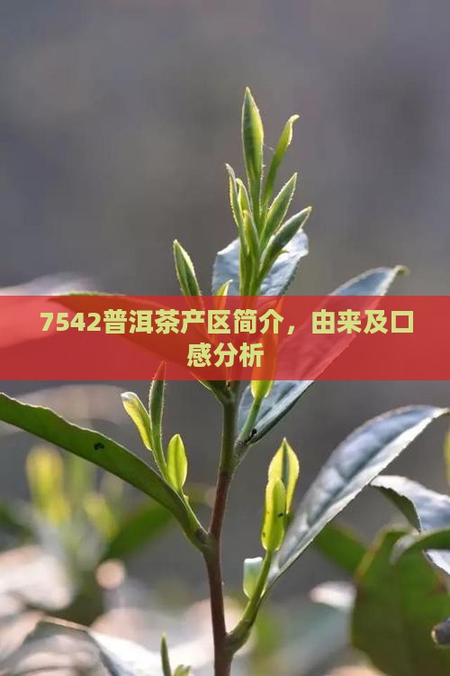 7542普洱茶产区