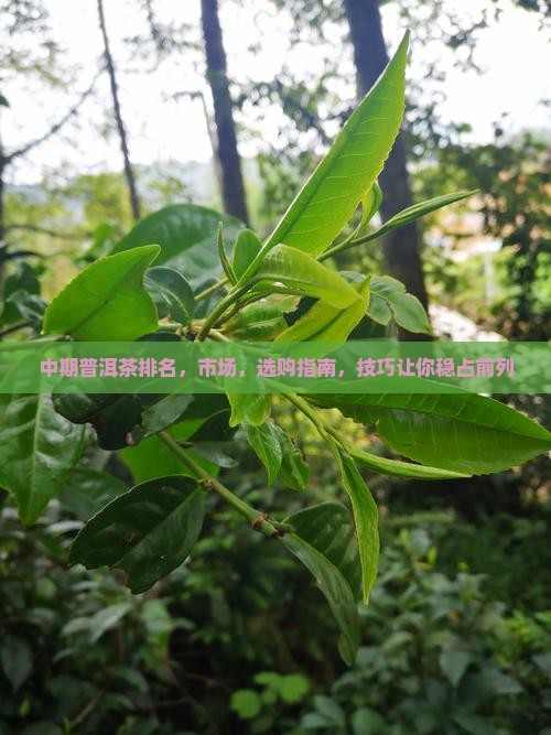 中期普洱茶排名