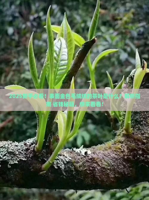 表面金色毛绒绒的茶叶