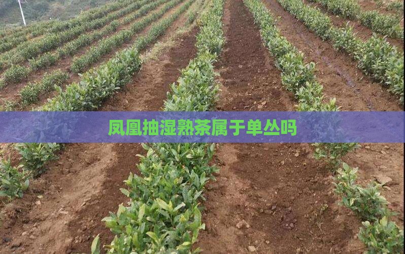 凤凰单丛抽湿茶是属于熟茶吗